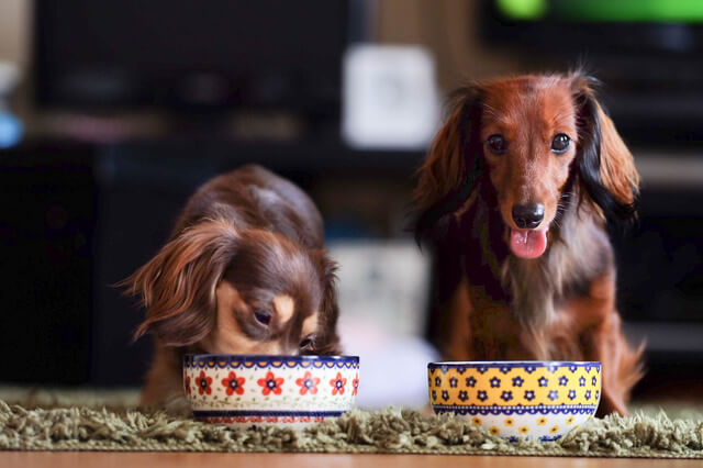 犬はにんじんを食べられる！栄養効果や与えても良い量、注意点を解説のサムネイル画像